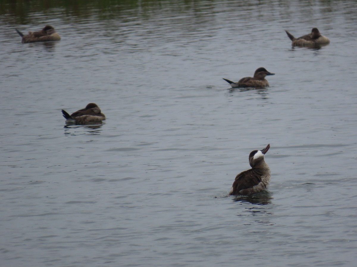 Ruddy Duck - ML644112288