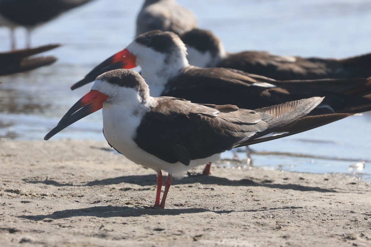 Black Skimmer - ML644112295