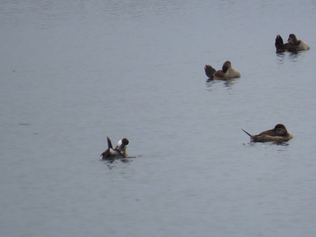 Ruddy Duck - ML644112303