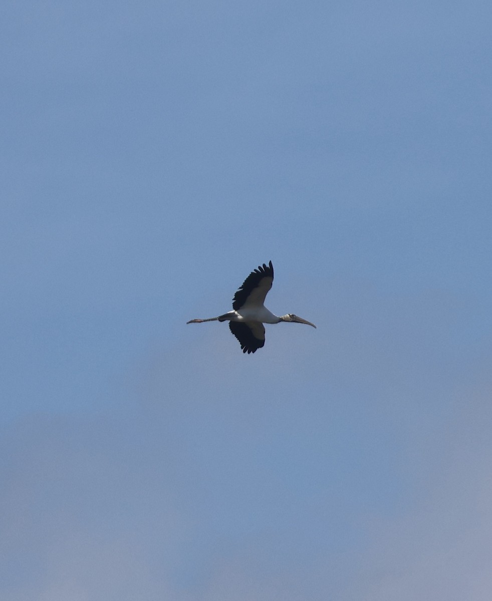 Wood Stork - ML644112308