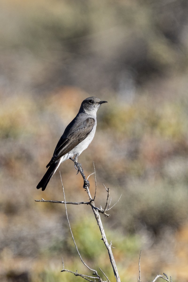 Karoo Chat - ML644112324