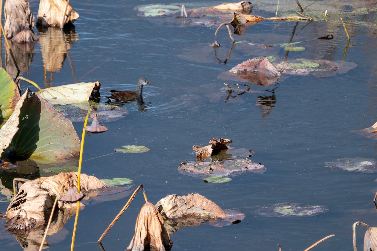 Common Gallinule - ML644112326