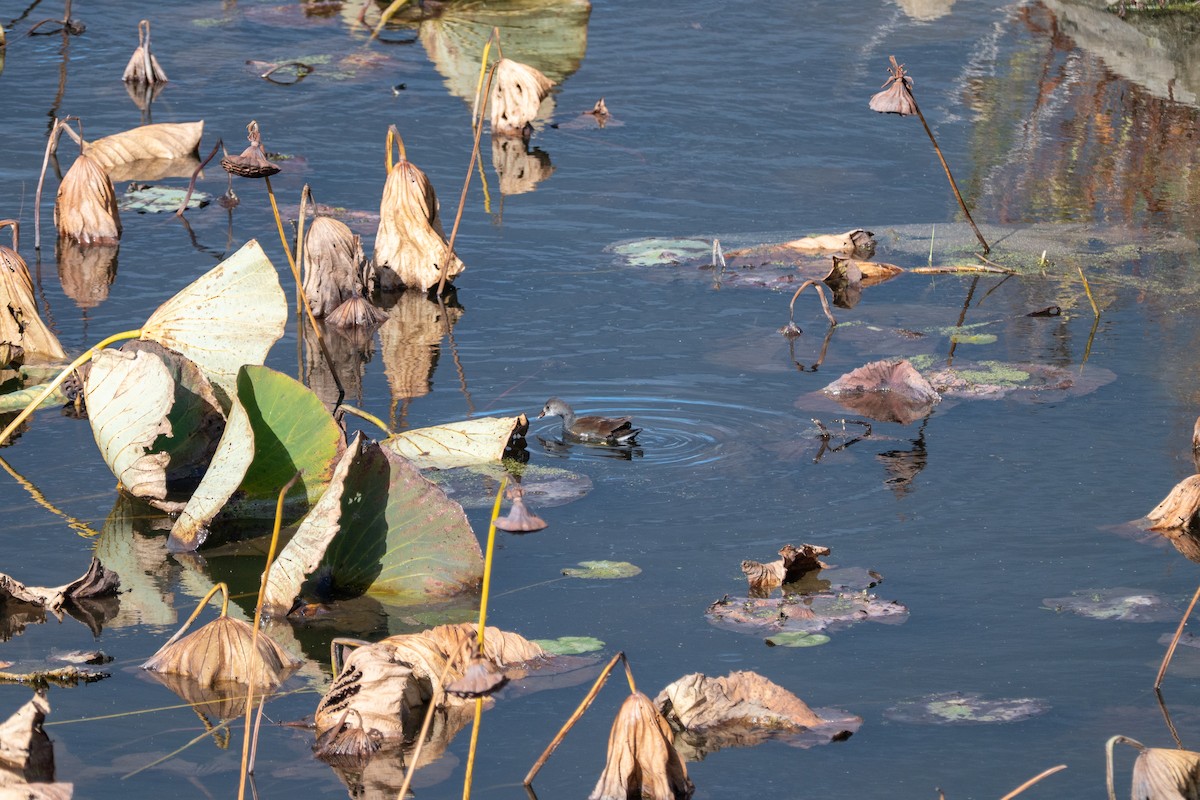 Common Gallinule - ML644112327