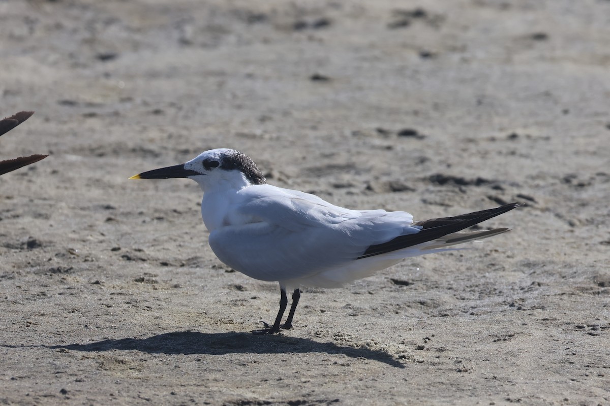 Sandwich Tern - ML644112329
