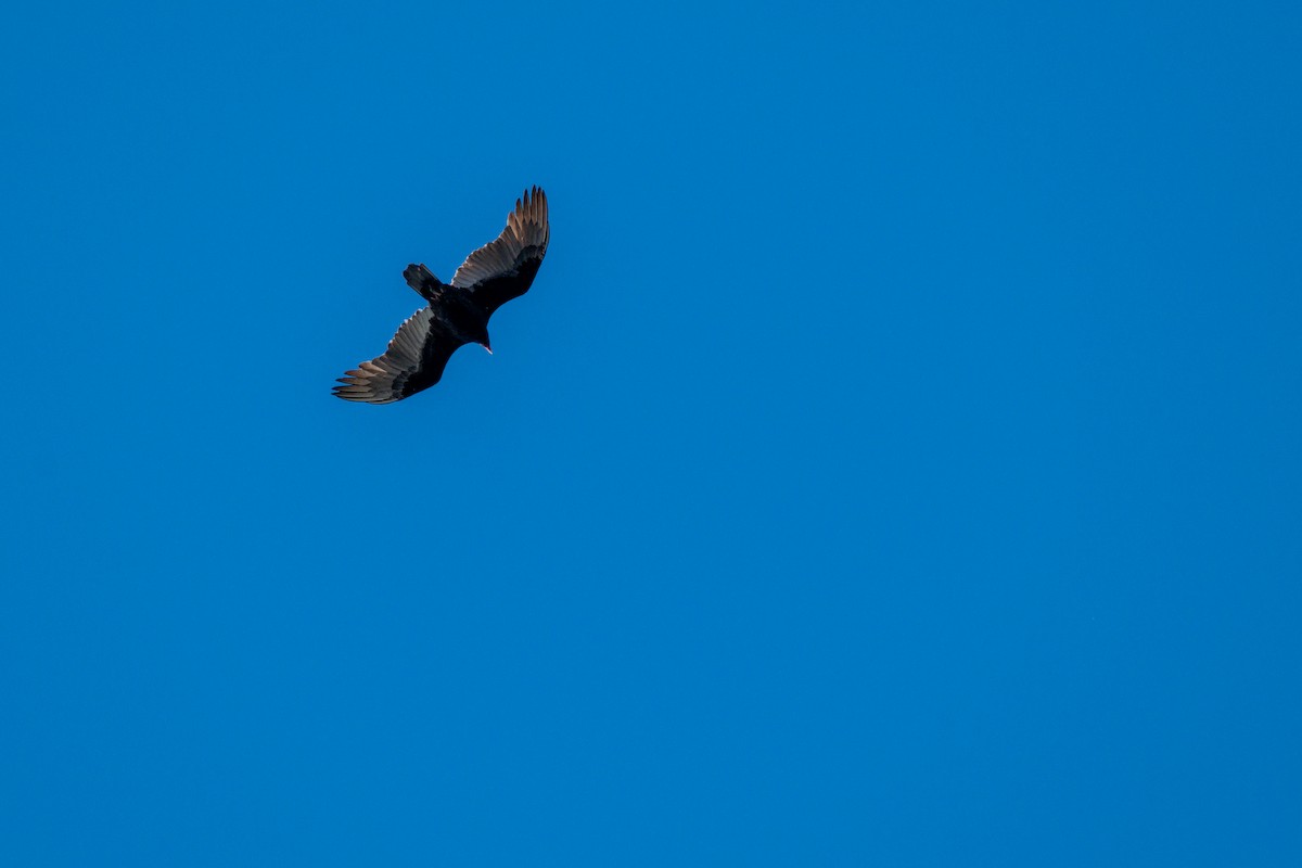 Turkey Vulture - ML644112341