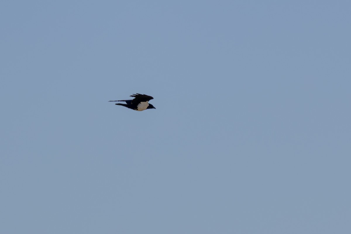 Corbeau pie - ML644112346