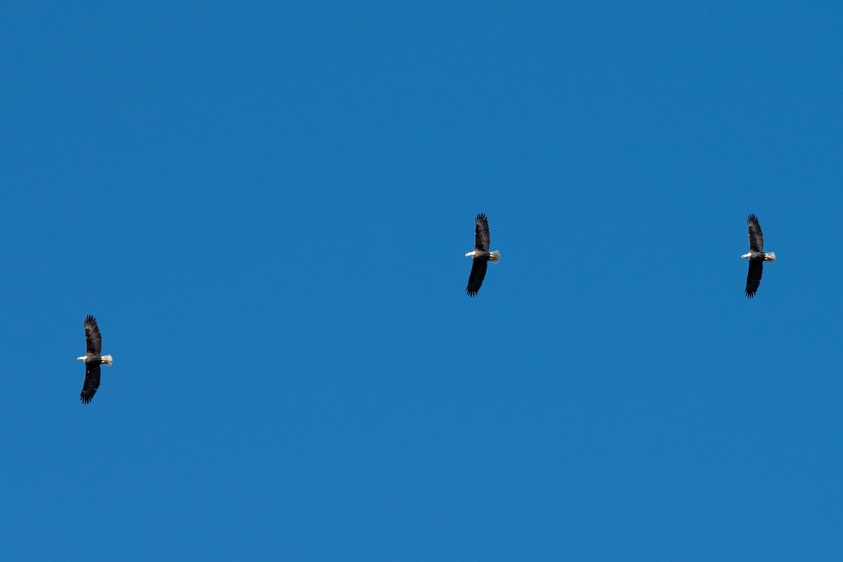 Bald Eagle - ML644112349