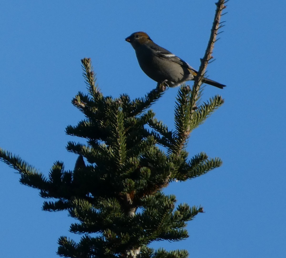 Pine Grosbeak - ML644112350