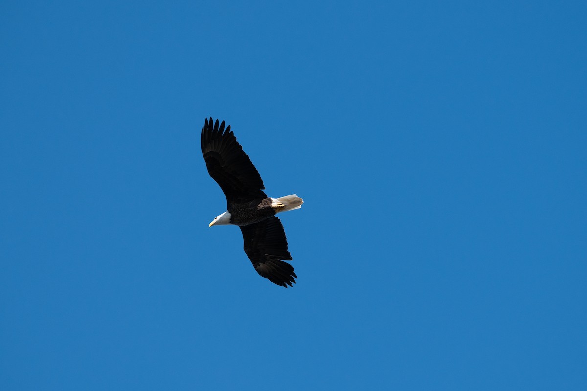 Bald Eagle - ML644112351