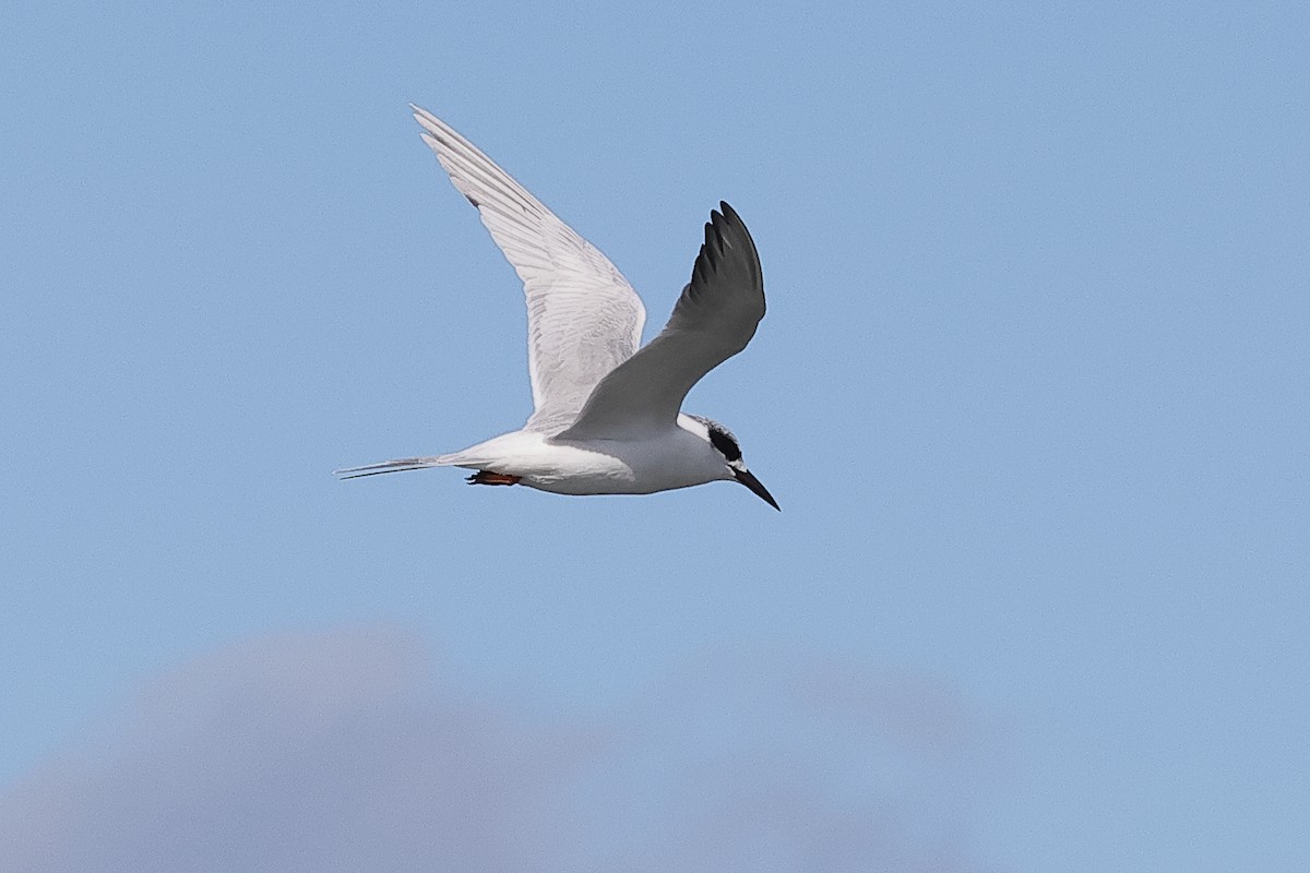 Forster's Tern - ML644112372