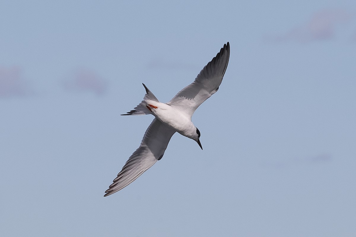 Forster's Tern - ML644112373