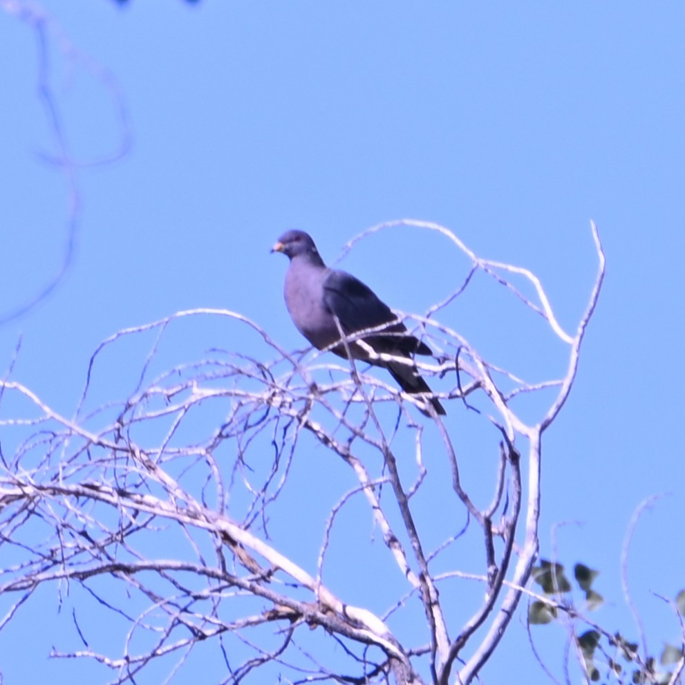 Band-tailed Pigeon - ML644112374