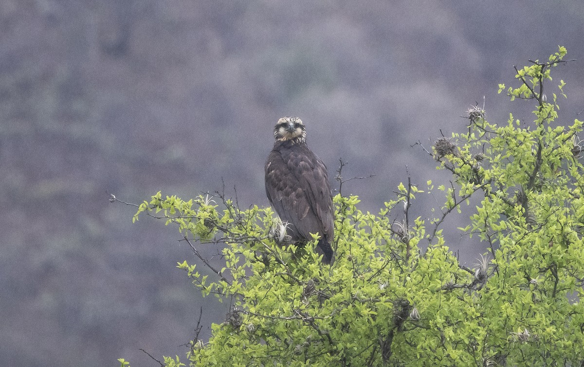 Solitary Eagle - ML644112375