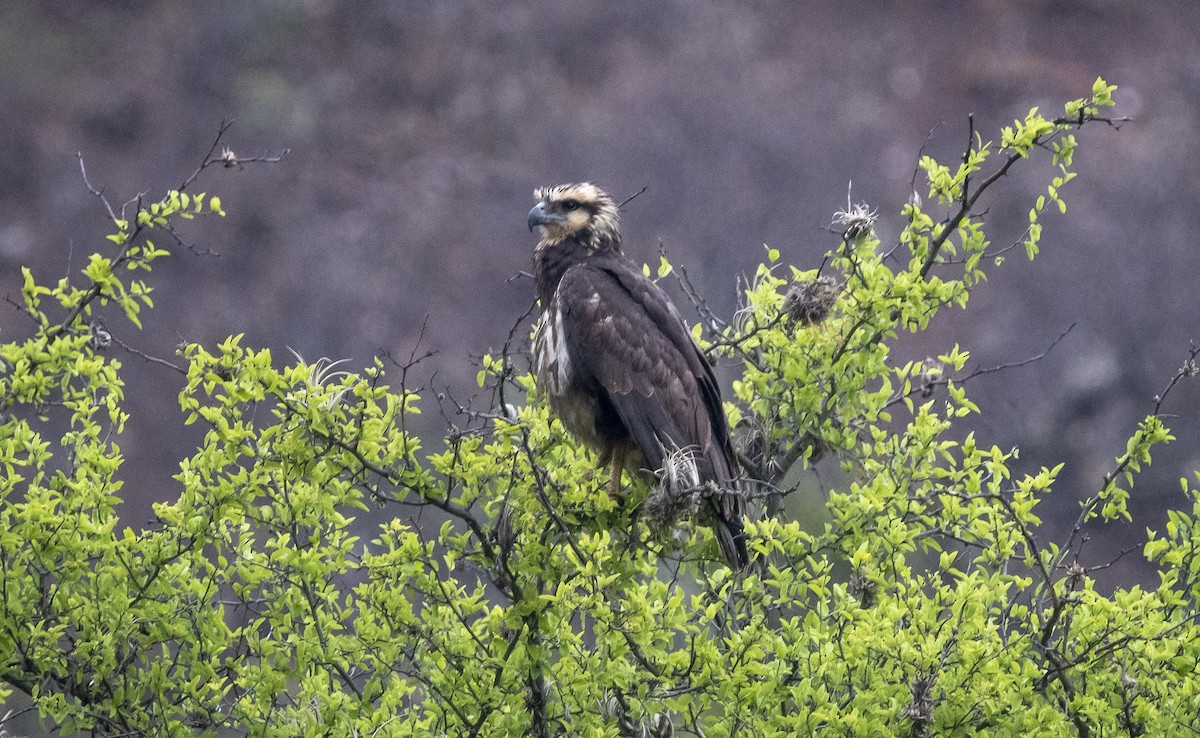 Solitary Eagle - ML644112376