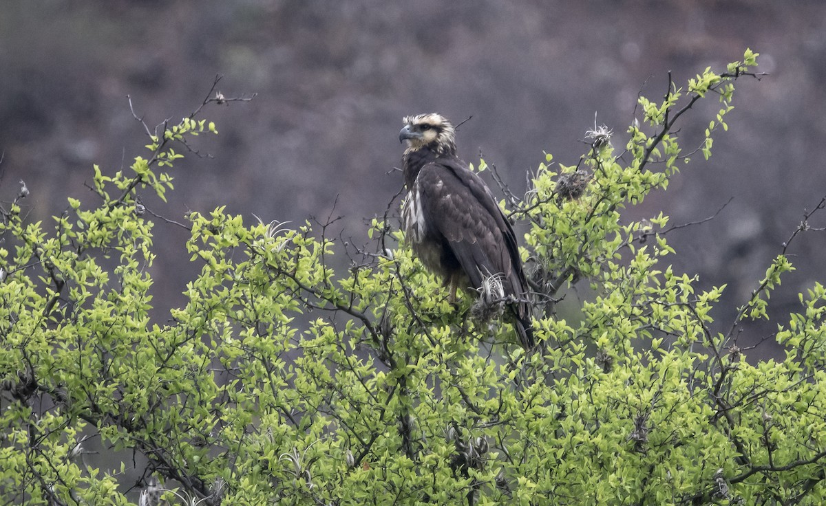 Solitary Eagle - ML644112377