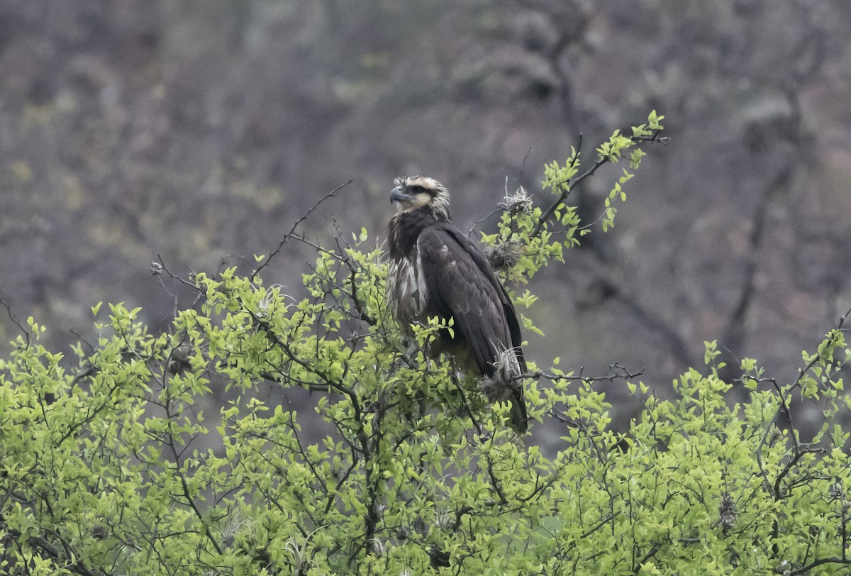 Solitary Eagle - ML644112378