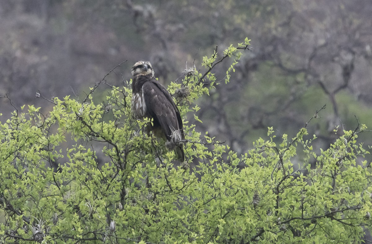 Solitary Eagle - ML644112379