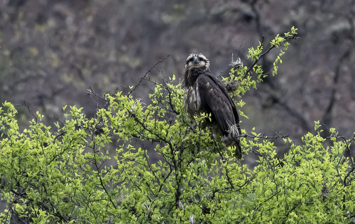 Solitary Eagle - ML644112380
