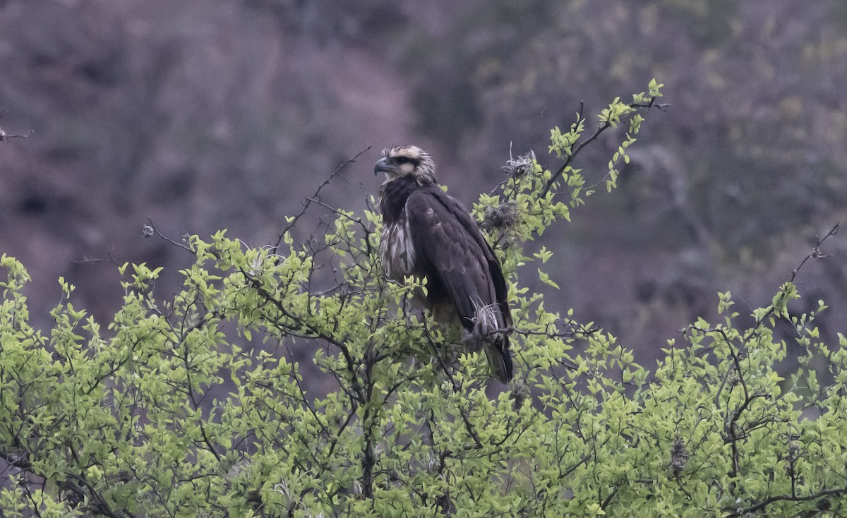 Solitary Eagle - ML644112381