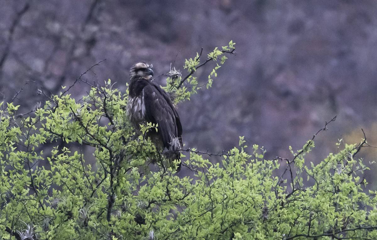 Solitary Eagle - ML644112382
