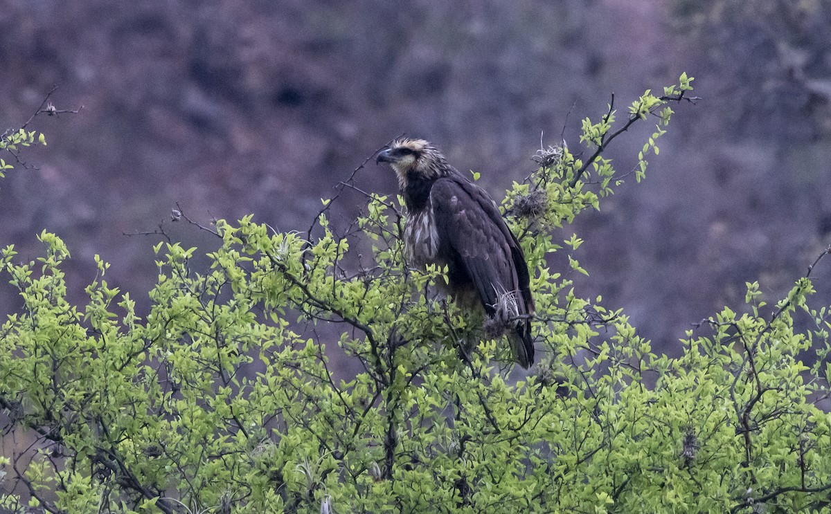 Solitary Eagle - ML644112383