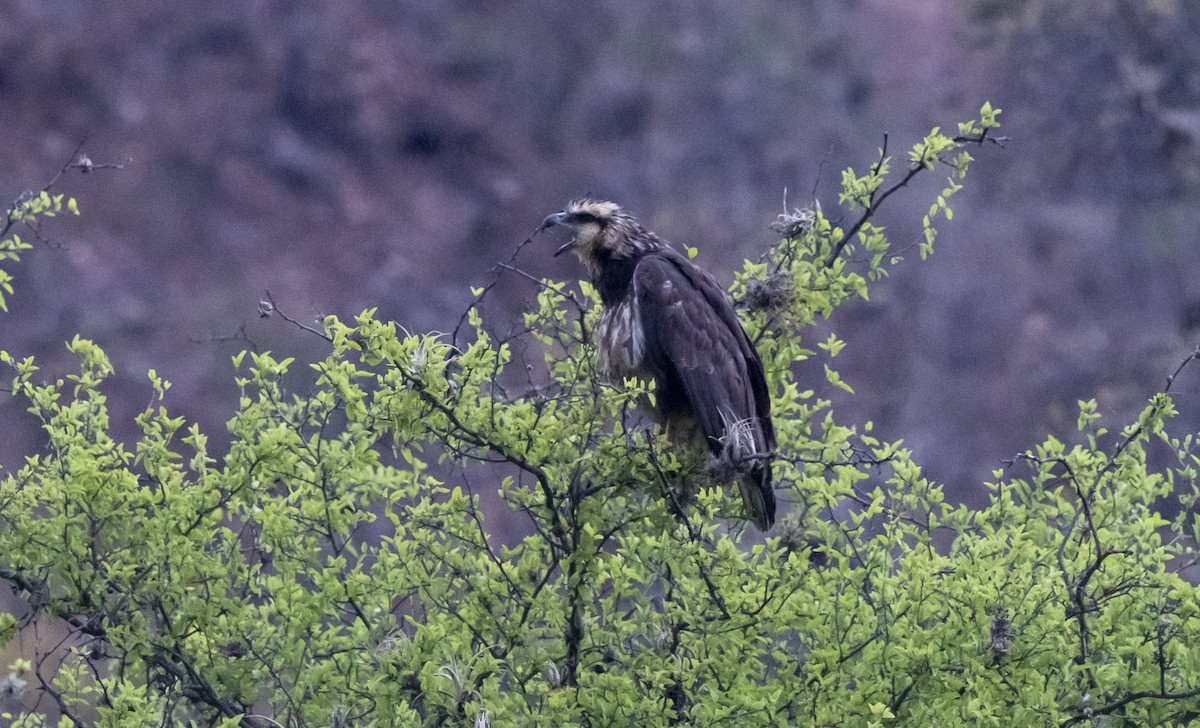 Solitary Eagle - ML644112384
