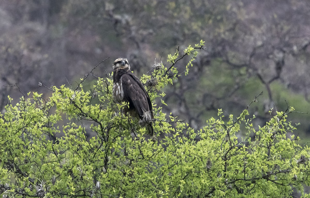 Solitary Eagle - ML644112385