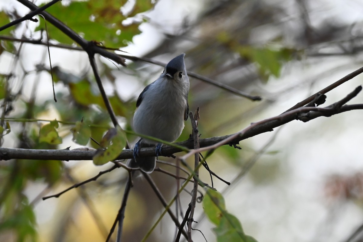 Tufted Titmouse - ML644112393