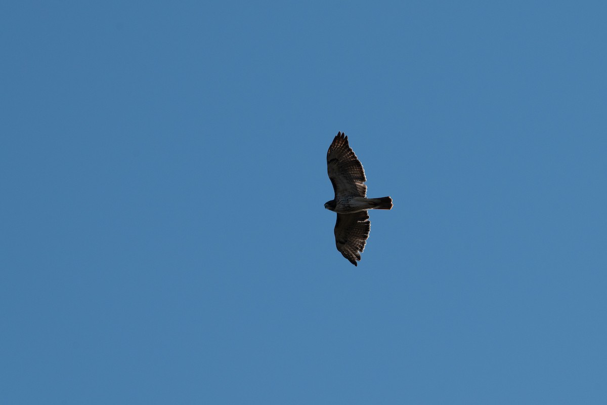 Red-tailed Hawk - ML644112394
