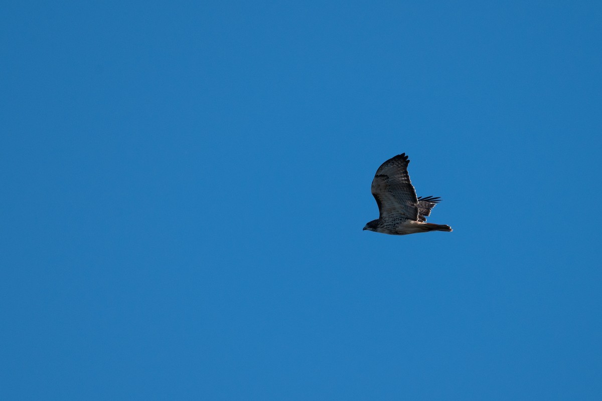 Red-tailed Hawk - ML644112395