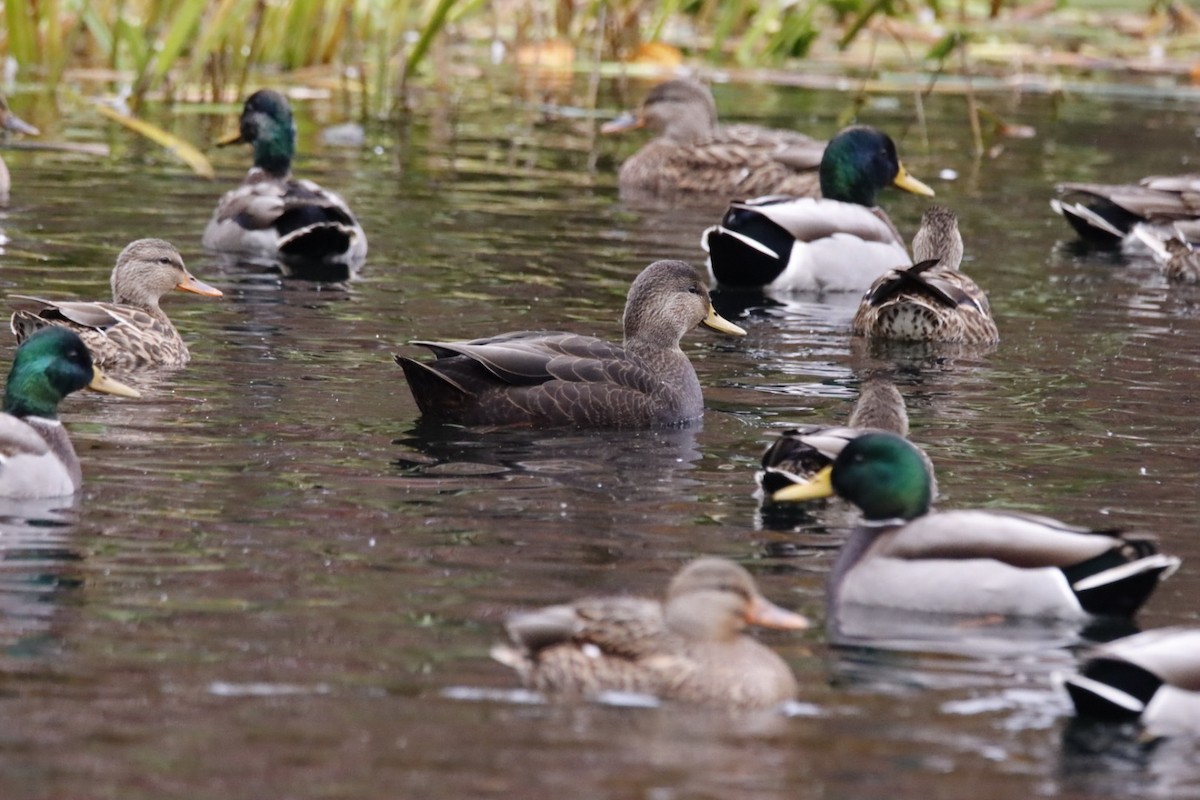 American Black Duck - ML644112412