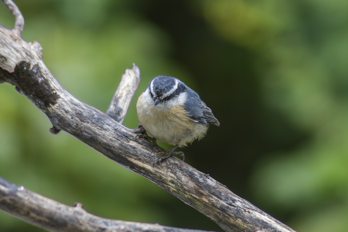 Red-breasted Nuthatch - ML644112457