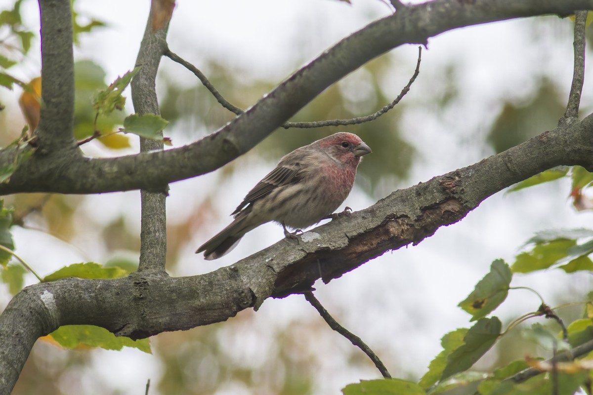 House Finch - ML644112464