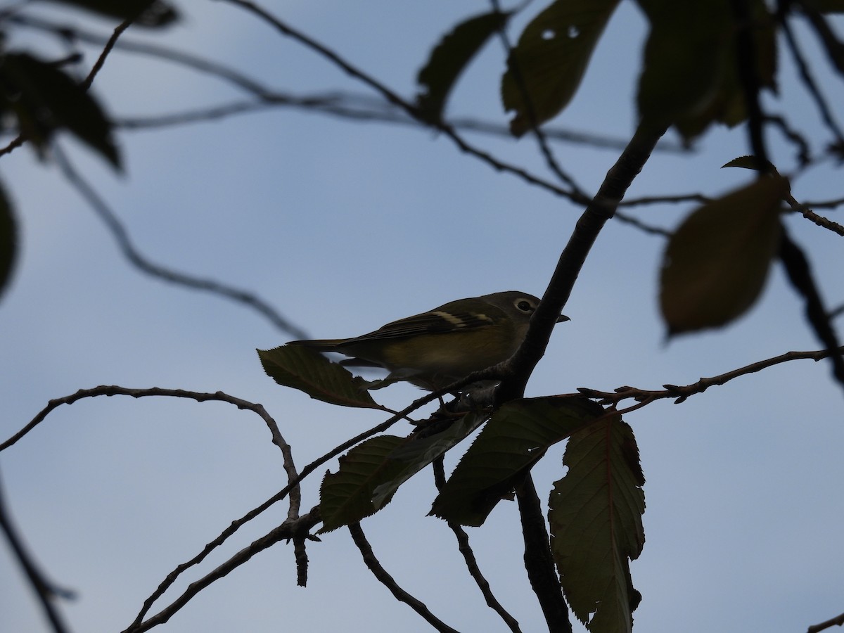 eremittvireo - ML644112466