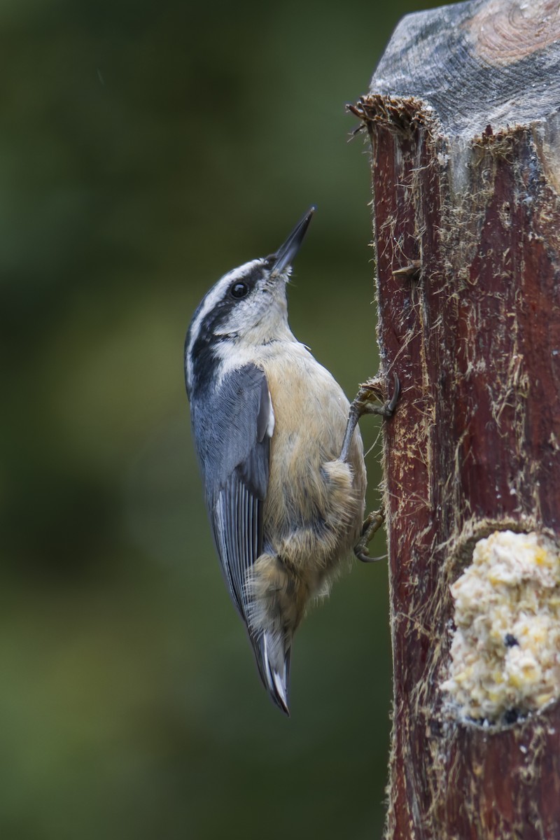 Red-breasted Nuthatch - ML644112470