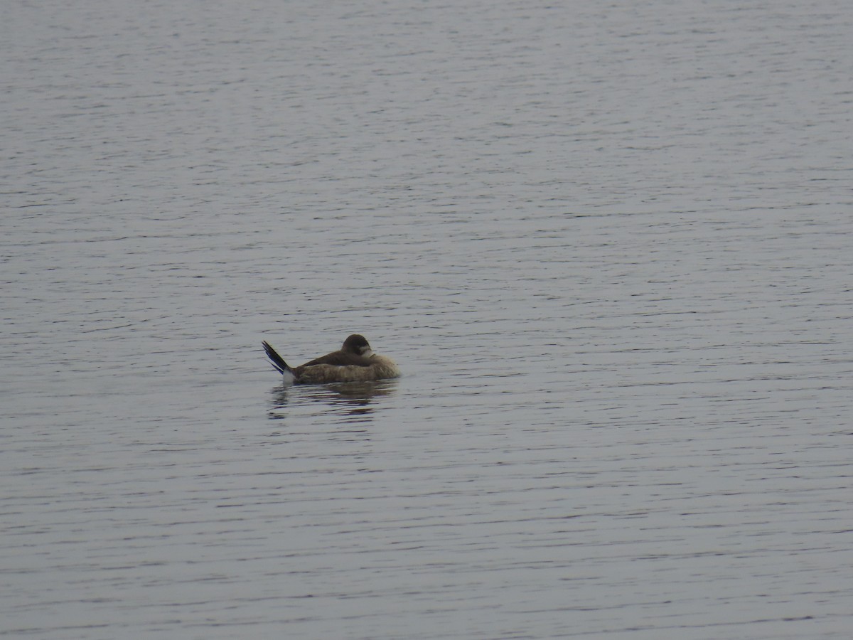 Ruddy Duck - ML644112471
