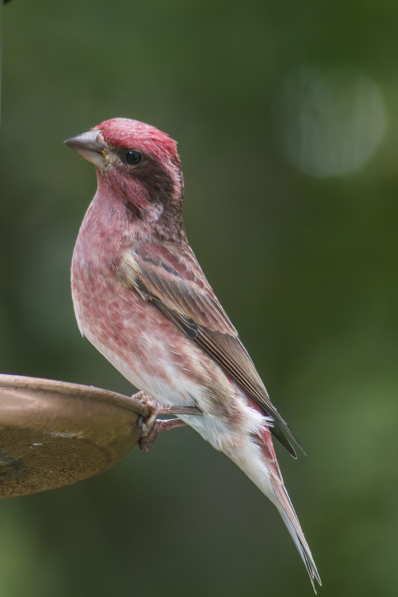 Purple Finch - ML644112474