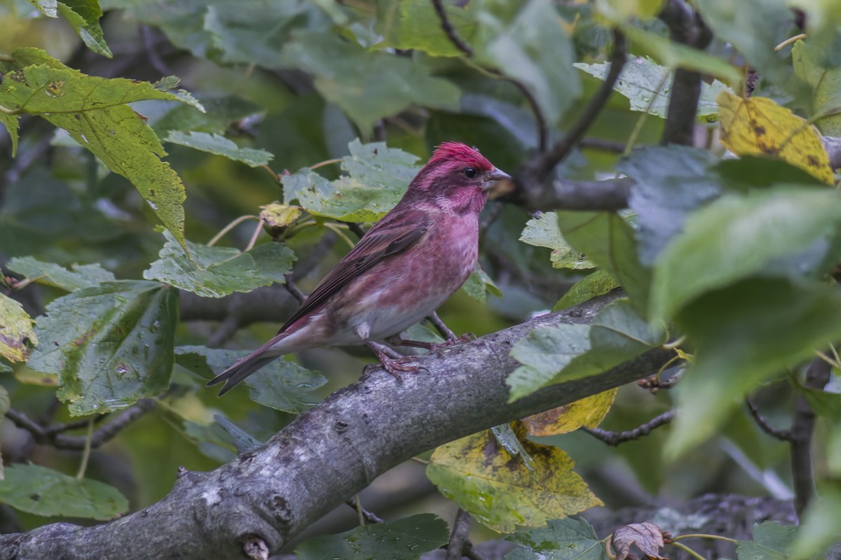 Purple Finch - ML644112475