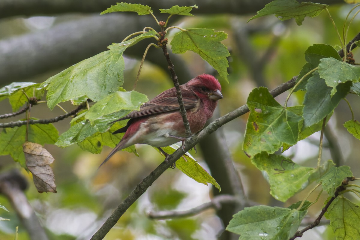 Purple Finch - ML644112480