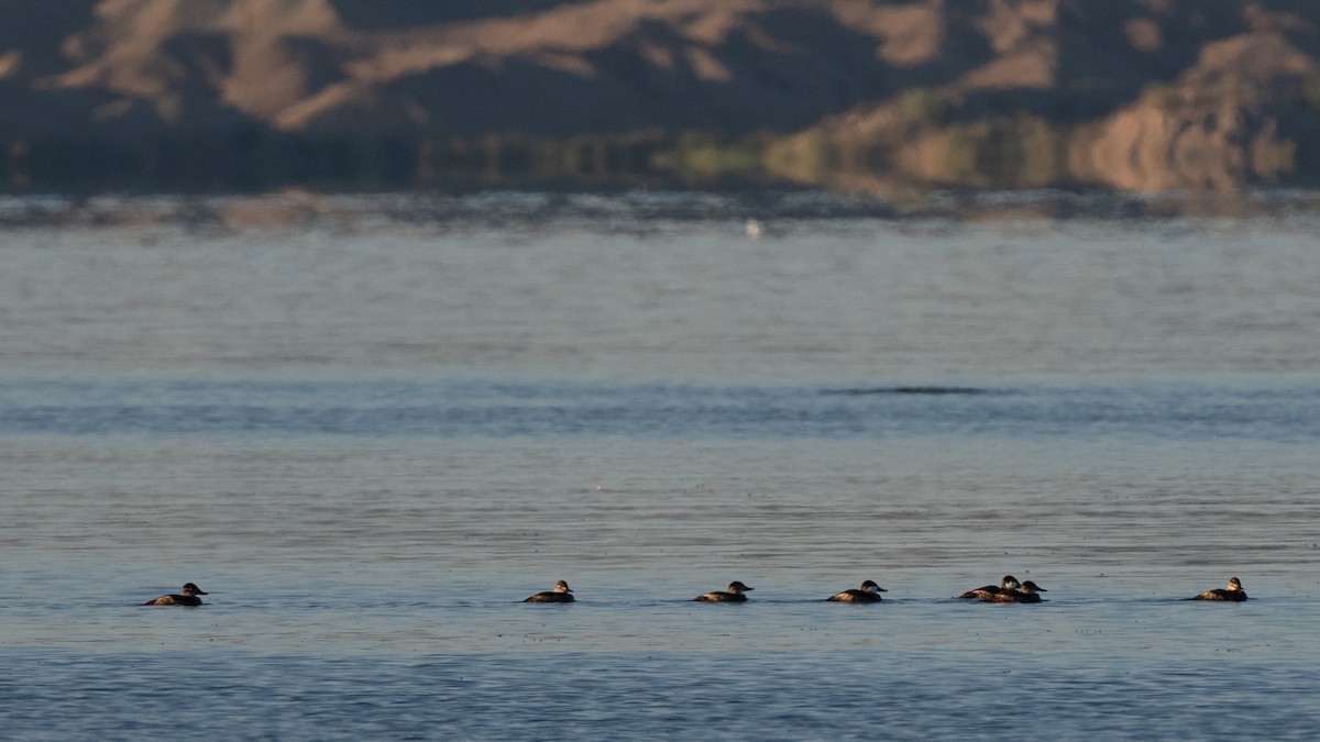 Ruddy Duck - ML644112482