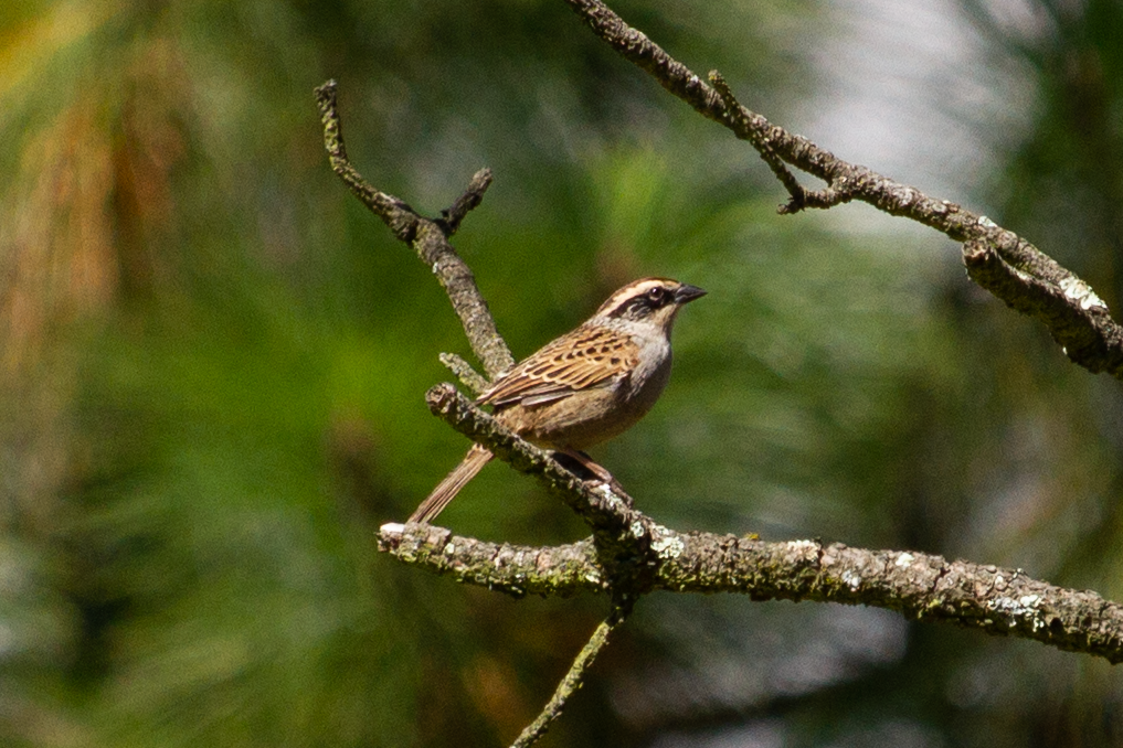 Striped Sparrow - ML644112486