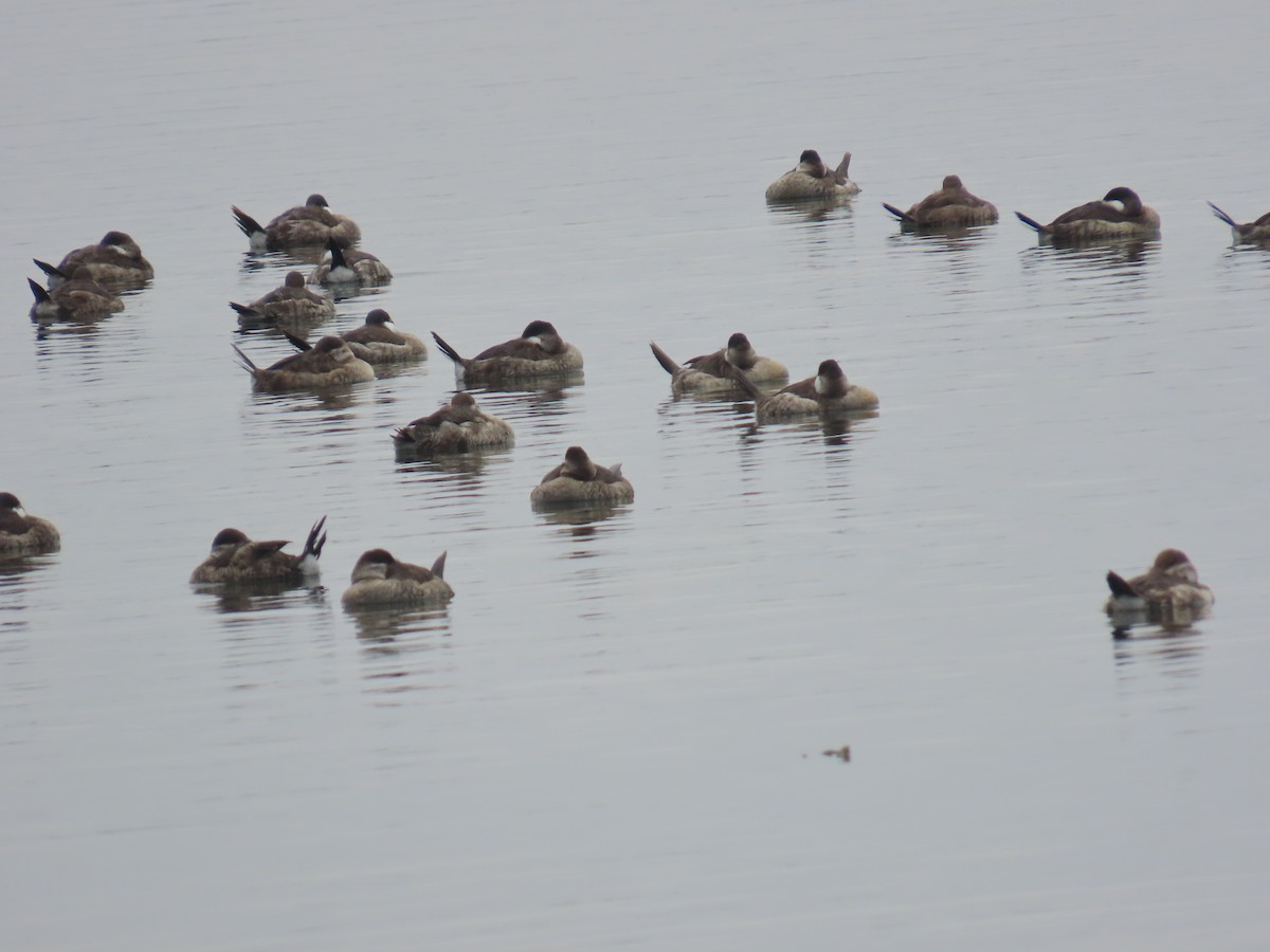 Ruddy Duck - ML644112488