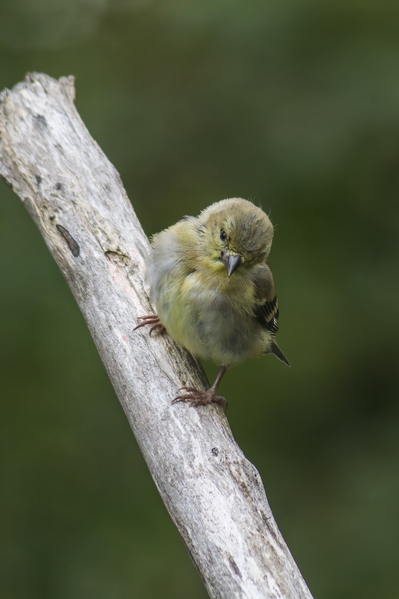 American Goldfinch - ML644112494