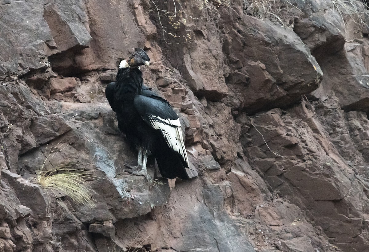 Andean Condor - ML644112498