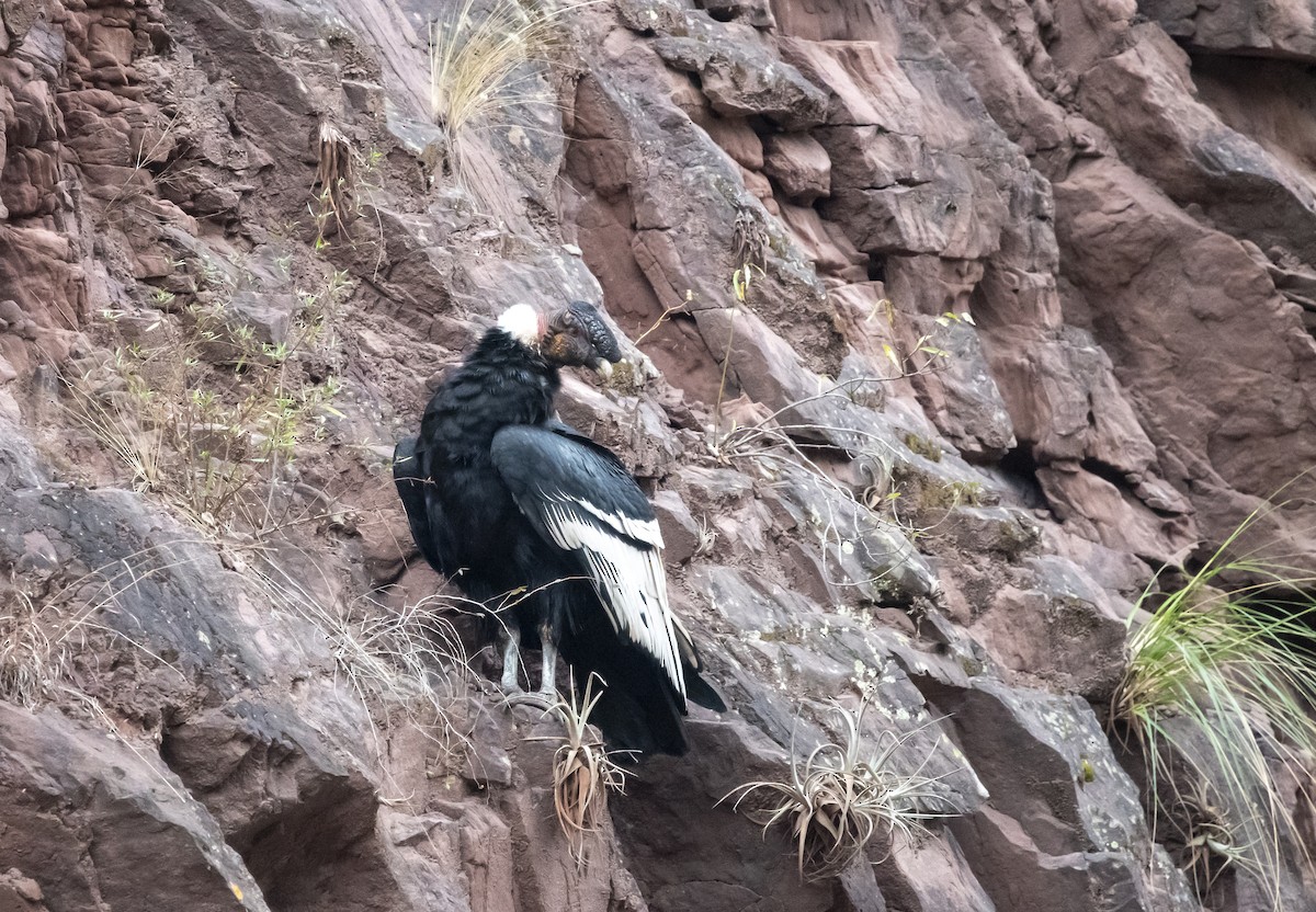 Andean Condor - ML644112499