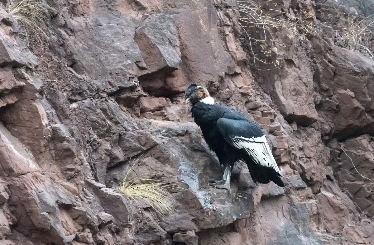 Andean Condor - ML644112500
