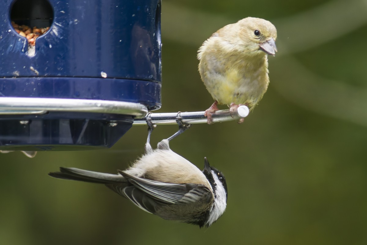 Black-capped Chickadee - ML644112503