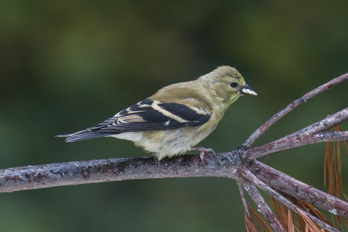 American Goldfinch - ML644112513