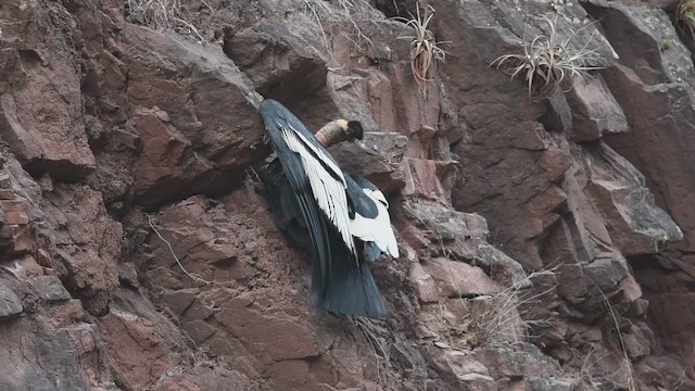 Andean Condor - ML644112518