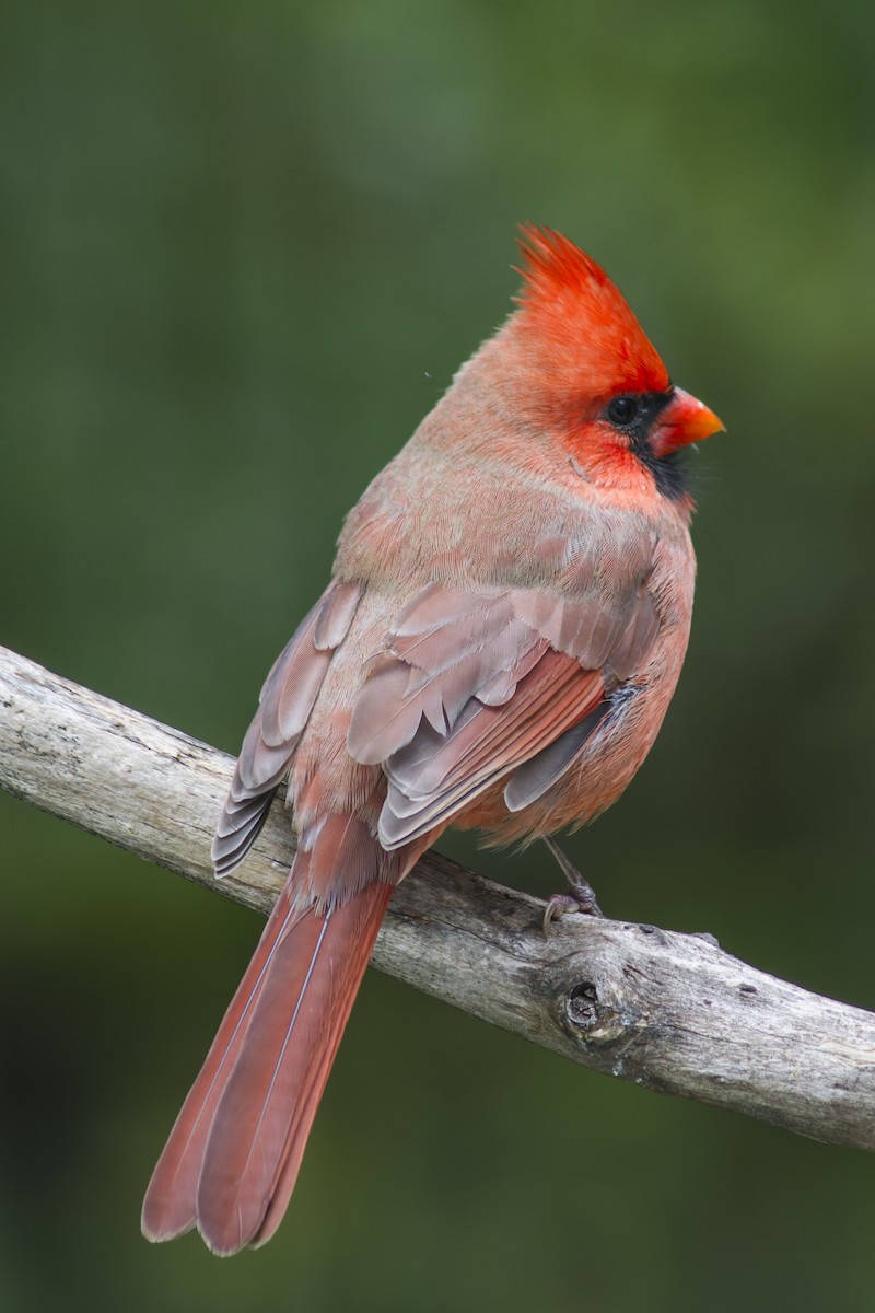Northern Cardinal - ML644112520